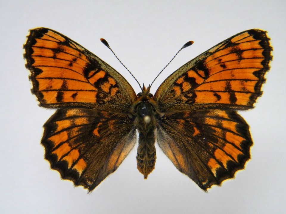 Melitaea phoebe abb 5 (Internet Image property of respective owner, non-commercial use only)